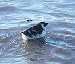 A small black-and-white bird swims on the water.