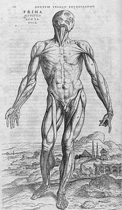 De humani corporis fabrica (27).jpg