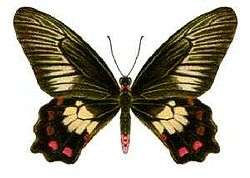 image of a butterfly