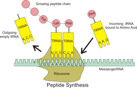 Ribosome schematic