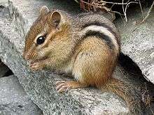 Small rodent with furry tail, large dark eye, small ears